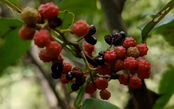 野花椒是什么植物？