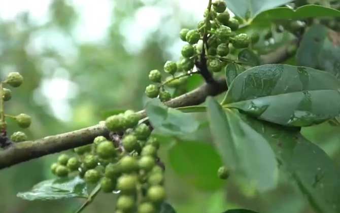 青花椒是什么植物？