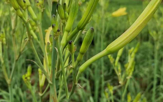 黄花菜