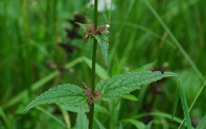 水茴香是什么植物？