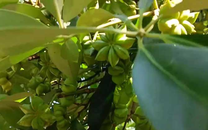 大茴香是什么植物？