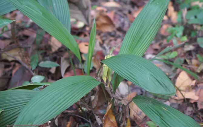 仙茅是什么植物？