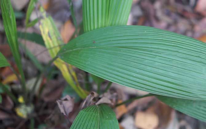 仙茅