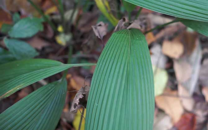 仙茅