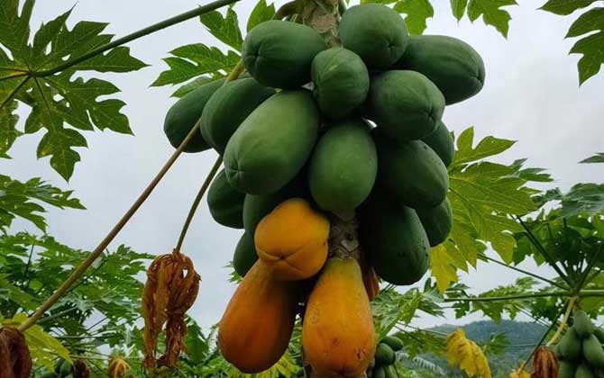 酸木瓜是什么植物？
