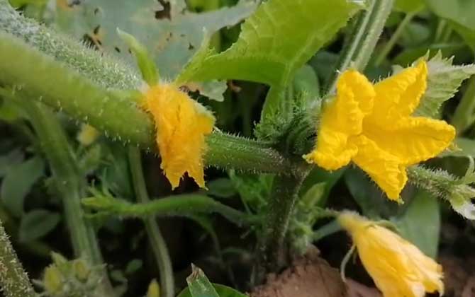 黄瓜种子种植方法