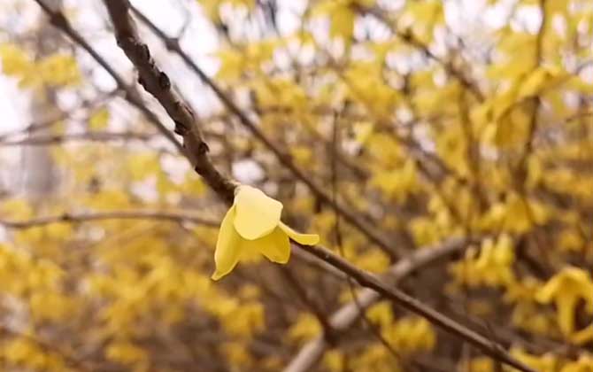 连翘和迎春花的区别