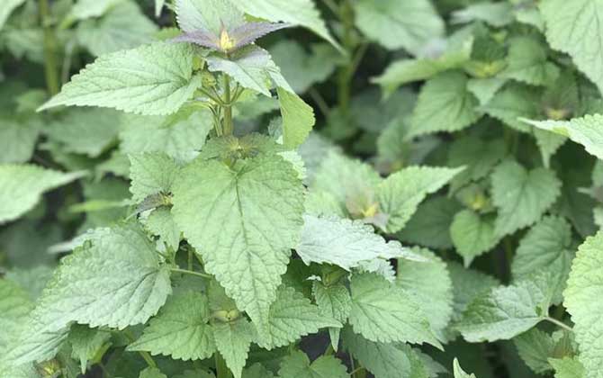 野藿香是什么植物？