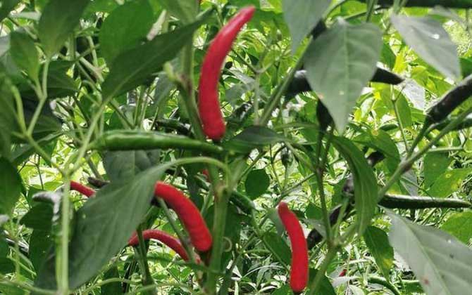 辣椒是什么植物？