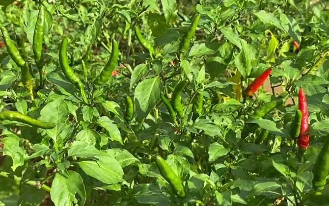 小辣椒是什么植物？