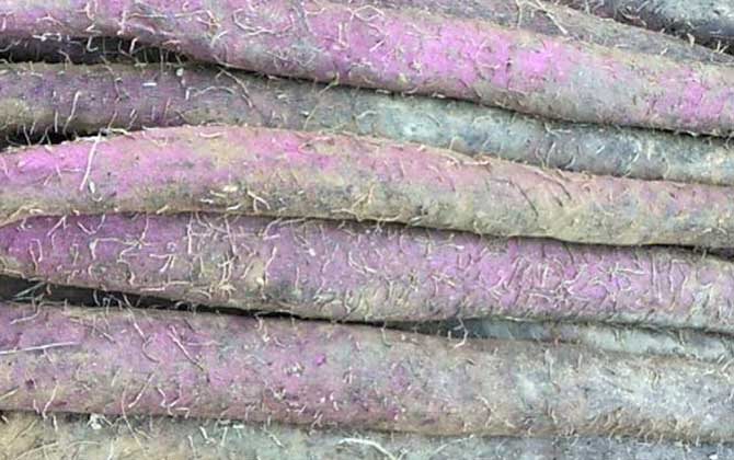 紫山药是什么植物？