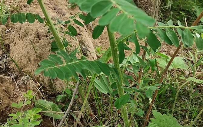 黄芪是什么植物？