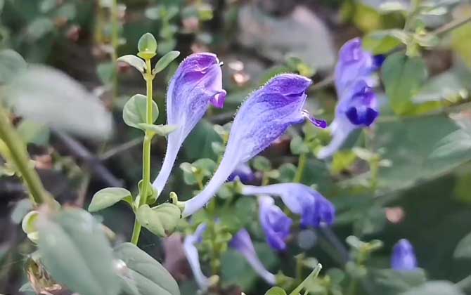 黄芩是什么植物？