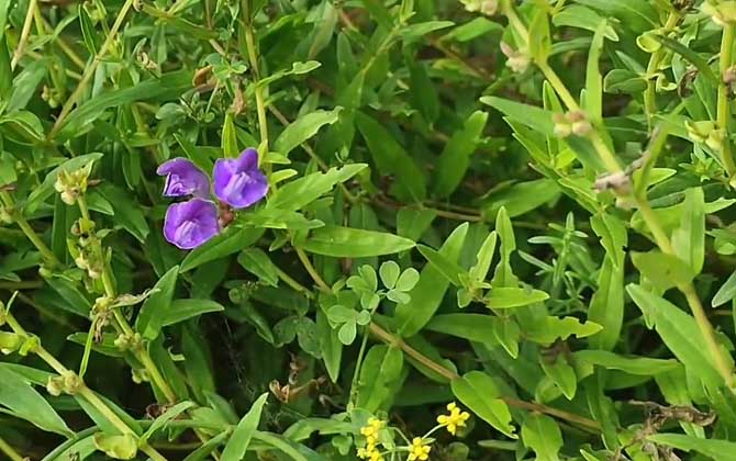 黄芩种植技术及病害防治