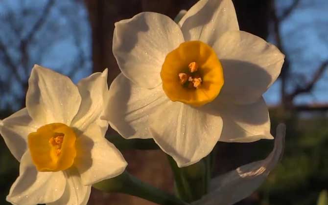 水仙花有毒吗？