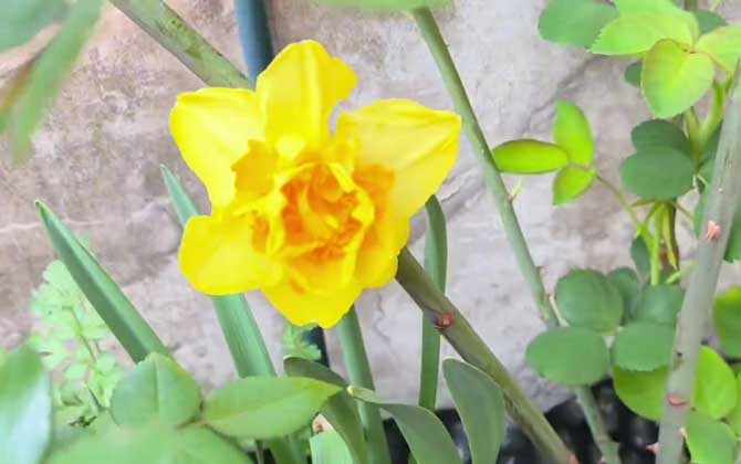 黄水仙是什么植物？