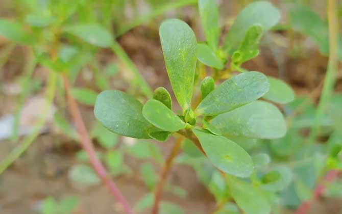 马齿苋是什么植物？