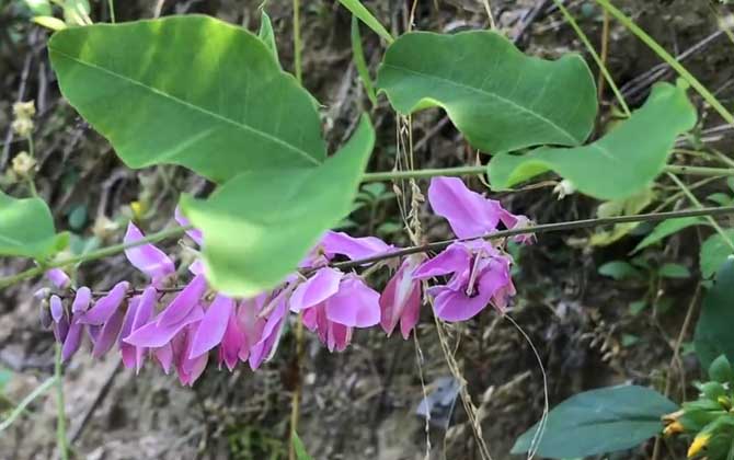 血人参是什么植物？