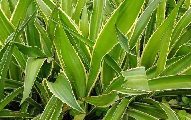 龙舌兰是什么植物？
