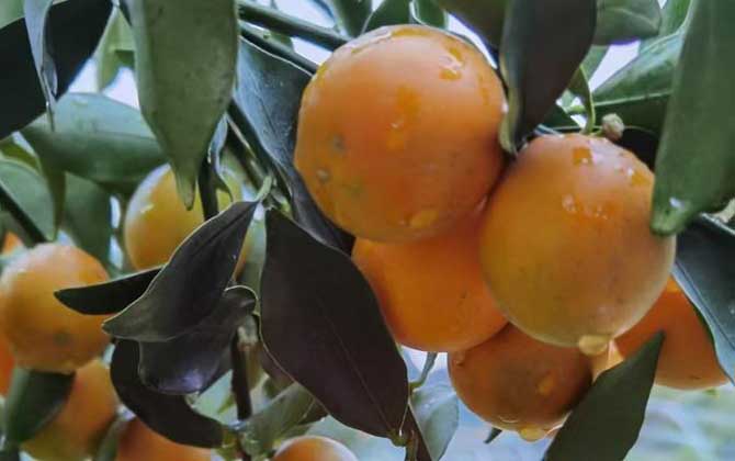 金橘树是什么植物？