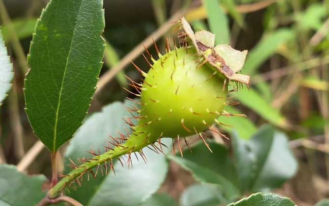 金樱子是什么植物？