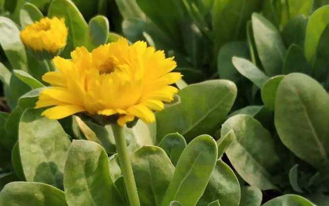 金盏菊是什么植物？