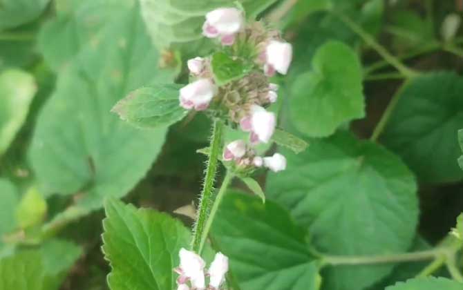 荆芥是什么植物？