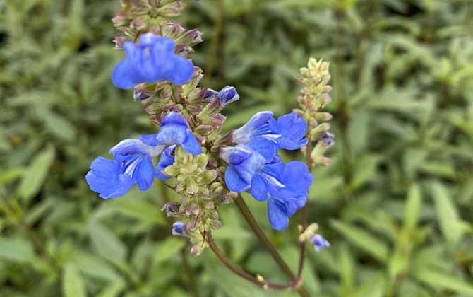 天蓝鼠尾草是什么植物？