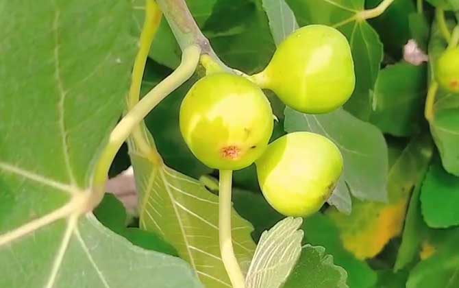 无花果种植技术及病害防治