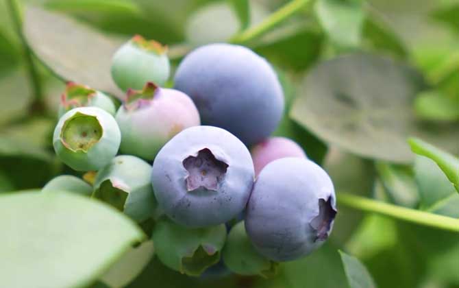 蓝莓的种植方法和管理技术