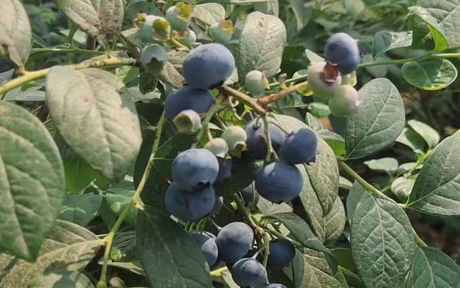 蓝莓价格多少钱一斤？