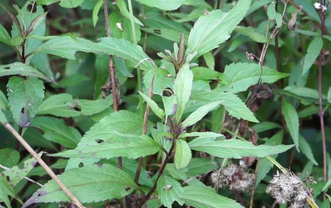 兰草是什么植物？