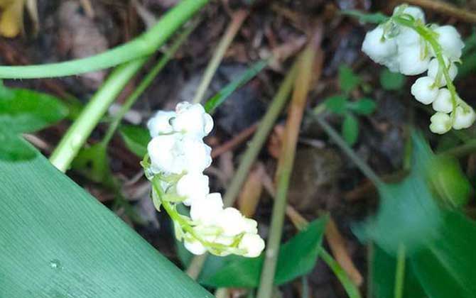 铃兰是什么植物？