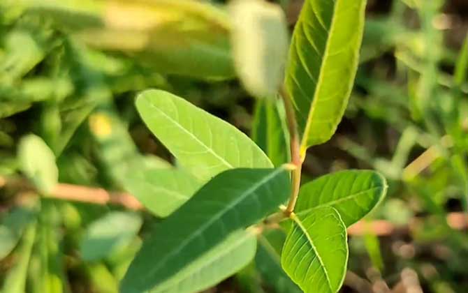 罗布麻是什么植物？