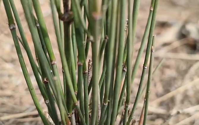 麻黄草是什么植物？