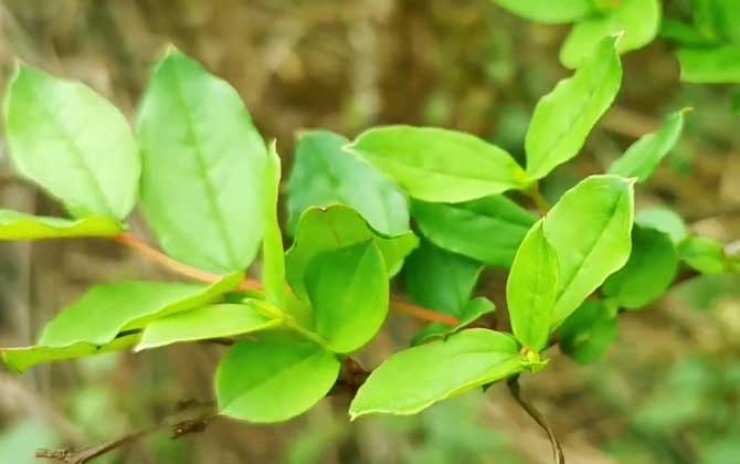 马桑是什么植物？