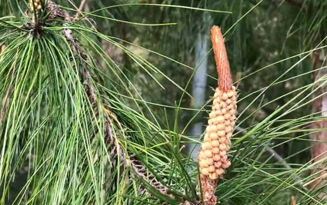 马尾松是什么植物？