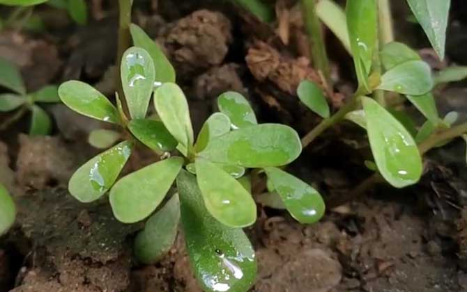 马苋菜是什么植物？