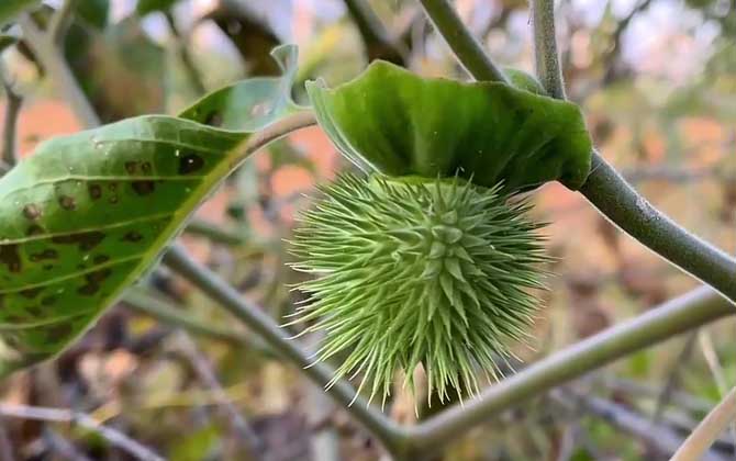 曼陀罗花