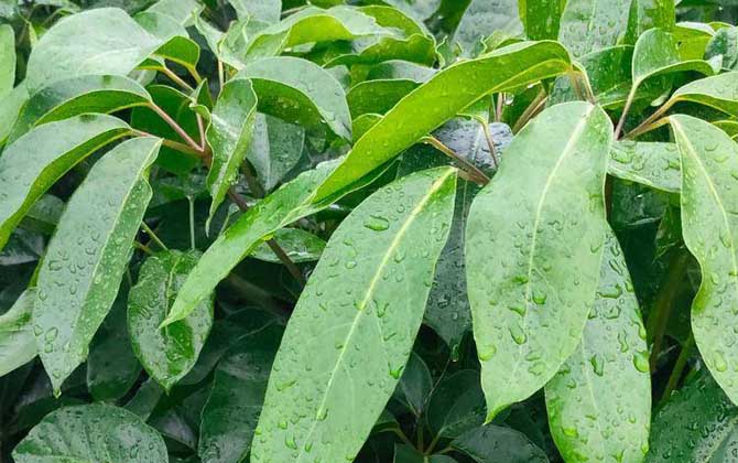 平安树是什么植物？