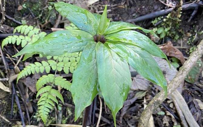 七叶一枝花是什么植物？