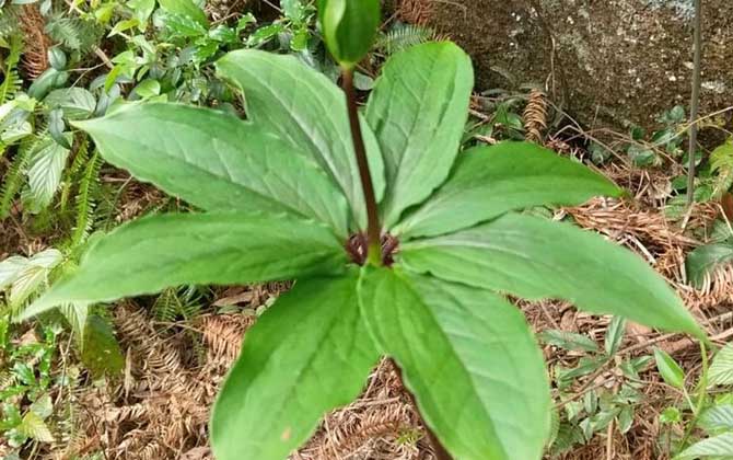 七叶一枝花