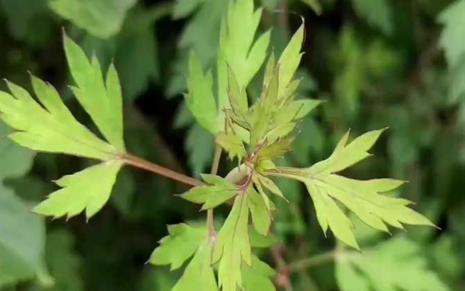 前胡是什么植物？