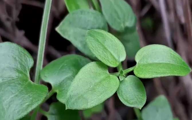 茜草是什么植物？