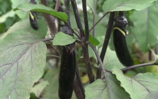 茄子是什么植物？