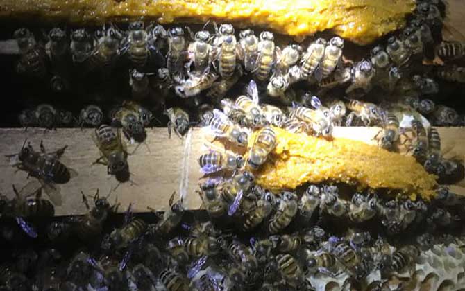 被蜜蜂蛰了涂什么可以减轻疼痛？