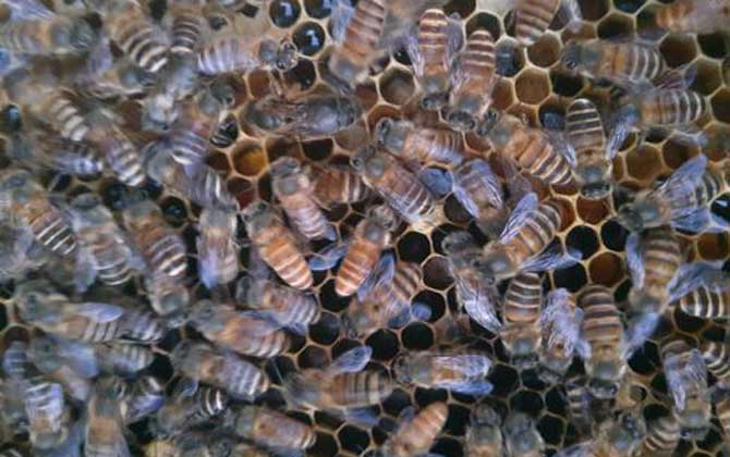 被蜜蜂蛰了不管能自愈吗？