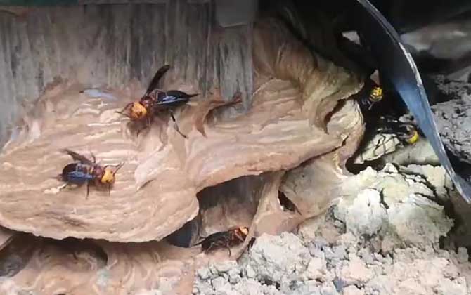 大土蜂喜欢建巢在哪里？