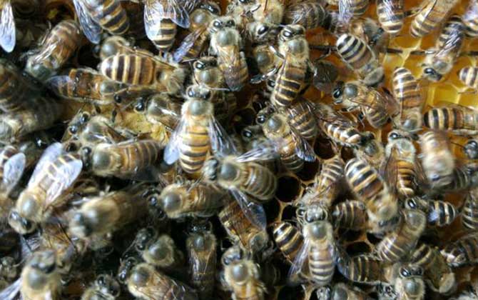 单独养一只蜜蜂能养活吗？