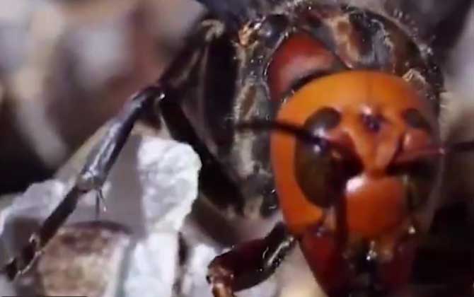 大牛角蜂蜇人有危险吗？